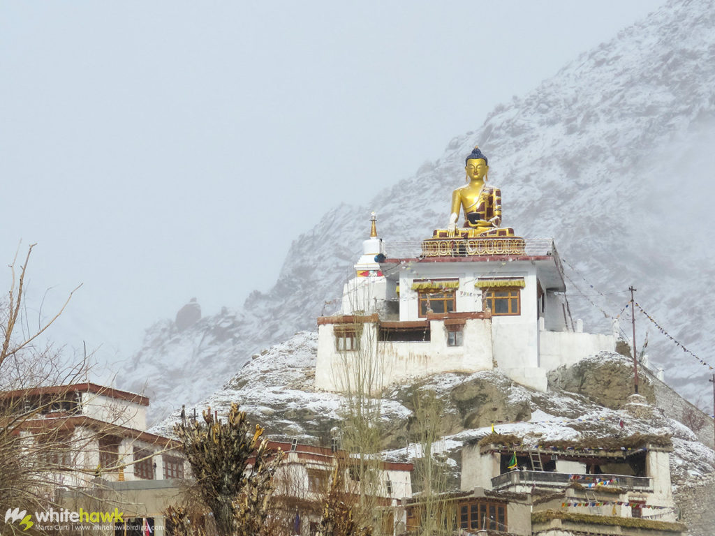 Hemis Sukpachen Monastery India Whitehawk Birding