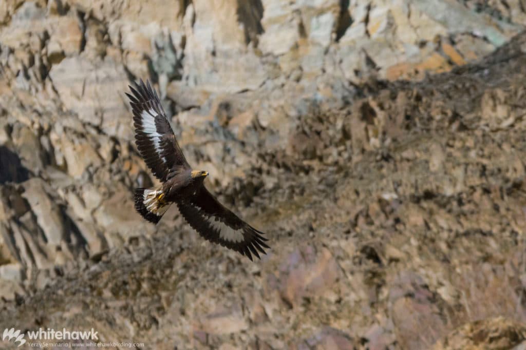 Golden Eagle India Whitehawk Birding