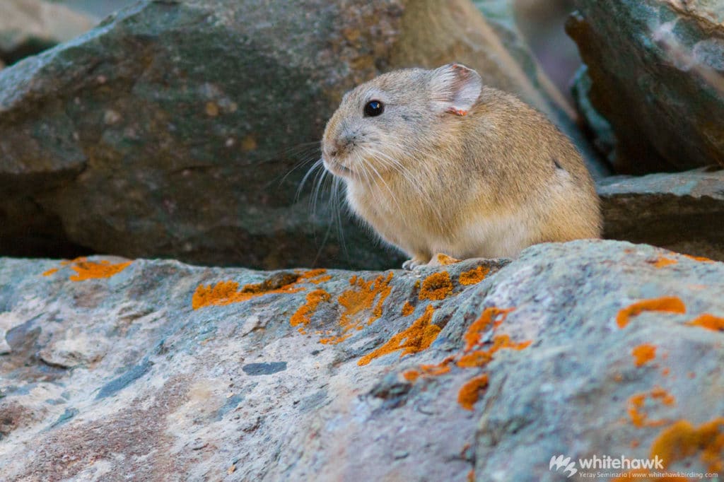 Royle's Pika India Whitehawk Birding