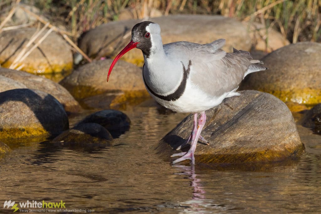 Ibisbill Bhutan Whitehawk Birding