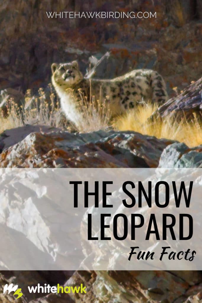 The Snow Leopard - Whitehawk Birding: The Snow Leopard is one of the most beautiful large cats in the world, and one that needs the most conservation. Learn about the snow leopard, its natural history and how you can help ensure its survival.