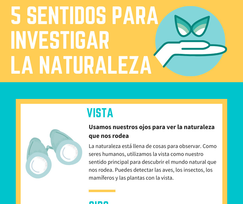 5 Sentidos Para Investigar La Naturaleza Infografía