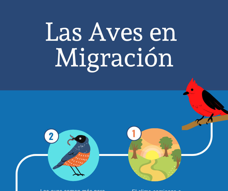 Las Aves en Migración Infografía