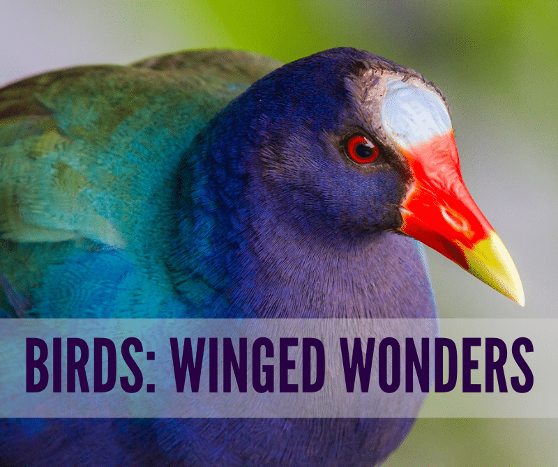 Birds: Winged Wonders