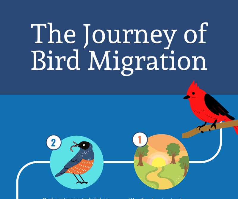 The Journey of Bird Migration Infographic Whitehawk Birding