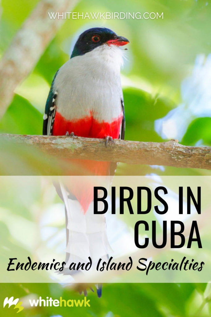 Birds in Cuba - Whitehawk Birding: Cuban birdlife is among the best in the world. Cuba is home to dozens of endemic species, regional endemics and migrants. Discover birds in Cuba.