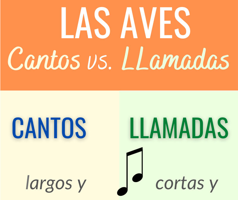 Las Aves: Cantos vs. Llamadas Infografía