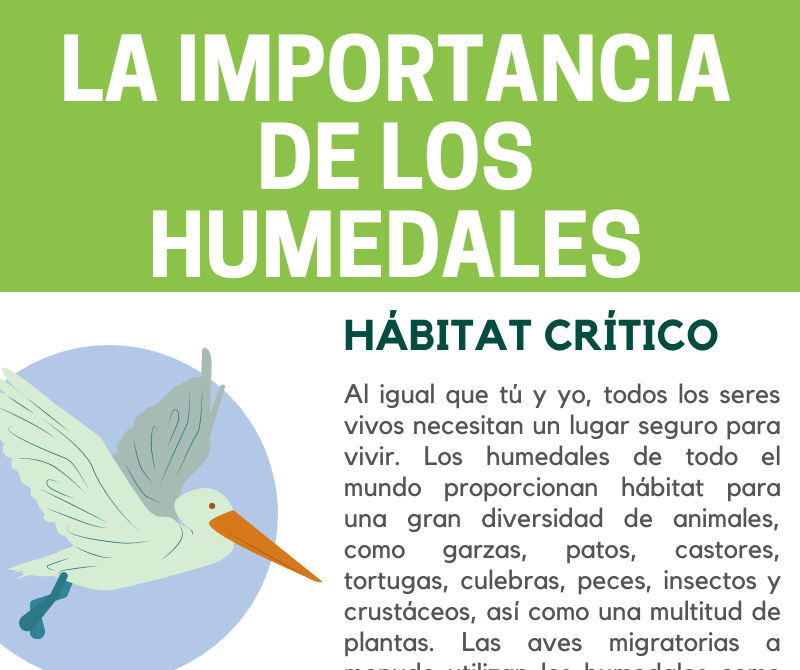 Importancia de los Humedales Infografía