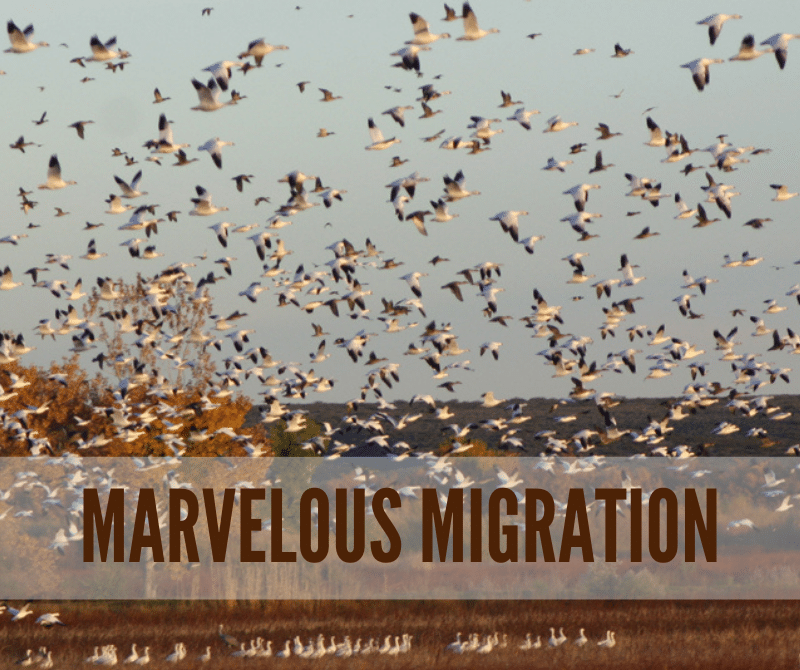 Education Guide Migration Whitehawk Birding