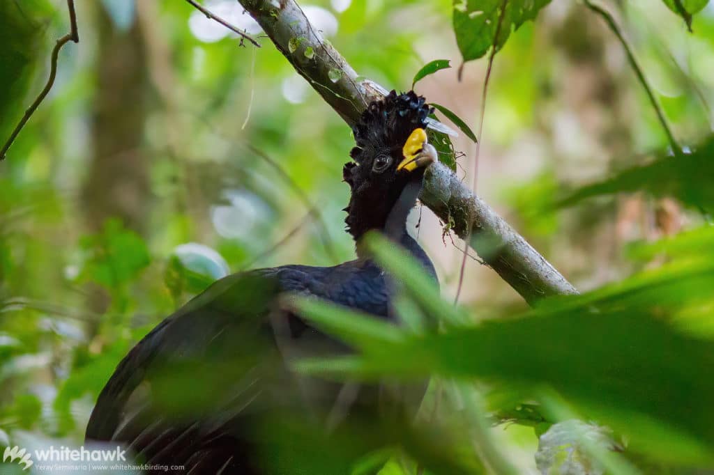 Great Curassow Costa Rica Panama Whitehawk Birding