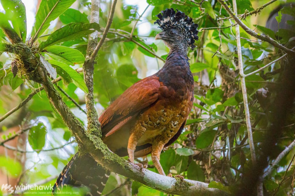 Great Curassow Costa Rica Panama Whitehawk Birding