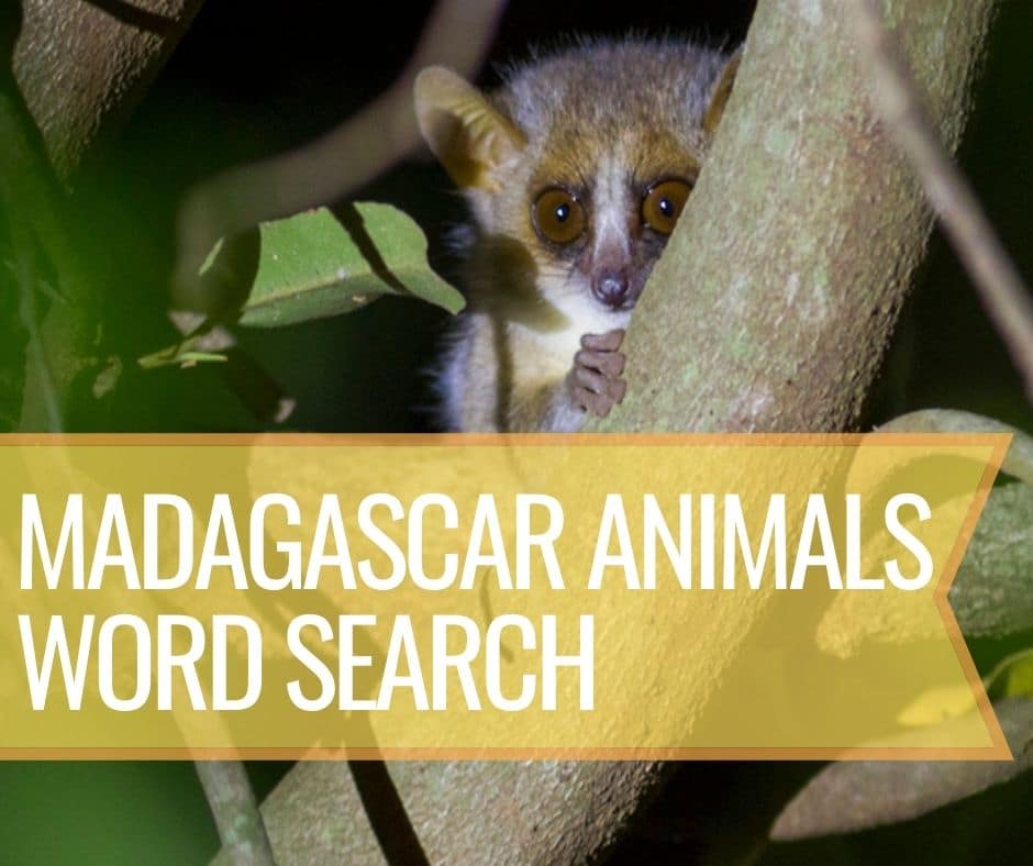 Madagascar Animals Word Search