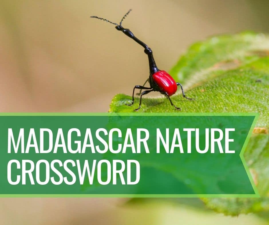 Madagascar Nature Crossword Puzzle