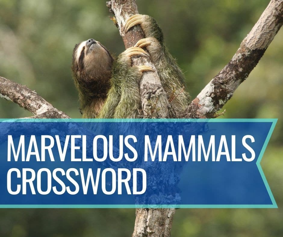 Marvelous Mammals Crossword Puzzle Whitehawk Birding