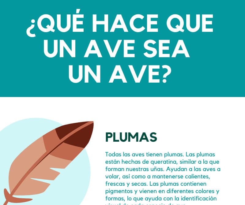 Qué Hace Un Ave Sea Un Ave Infografía