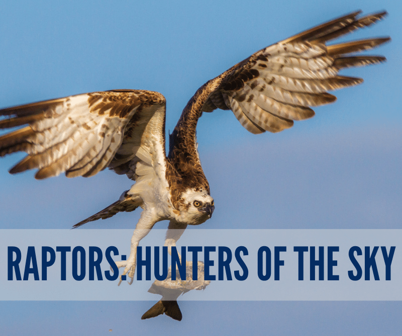 Raptors: Sky Hunters
