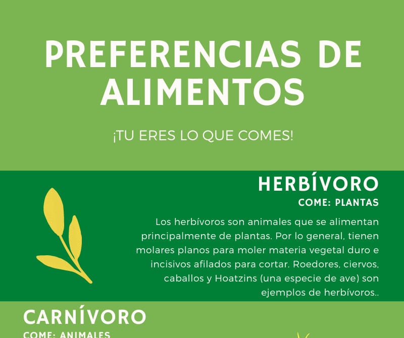 Preferencias de Alimentos Infografía