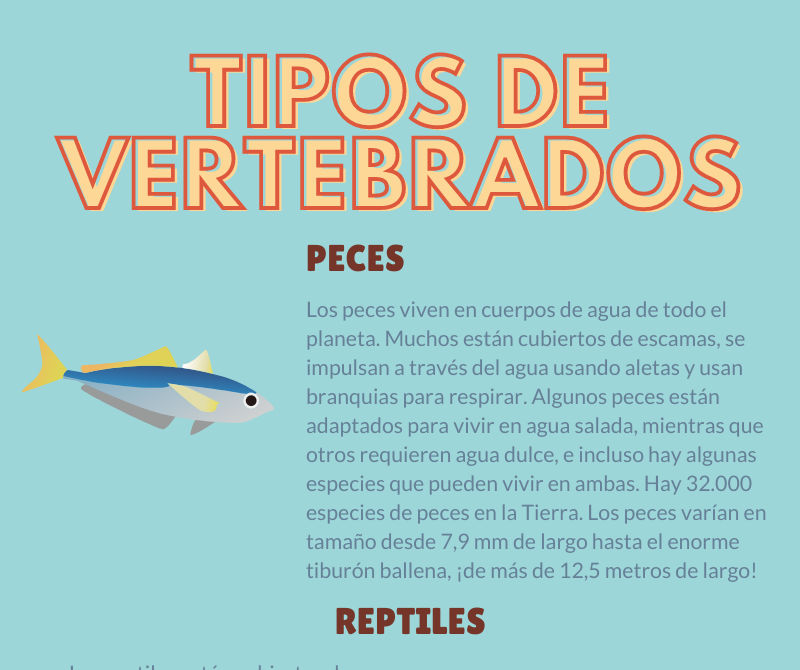 Tipos de Vertebrados Infografía