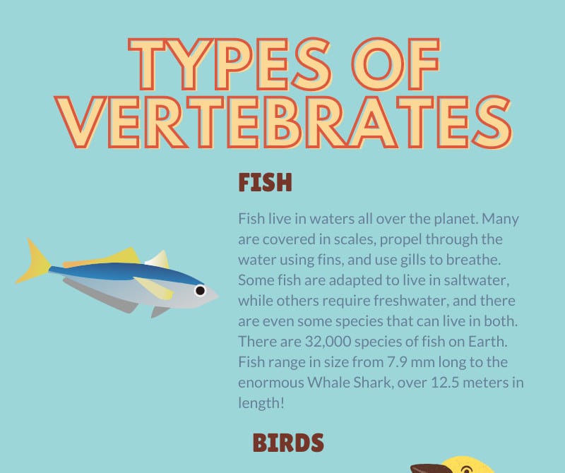 Types of Vertebrates Infographic Whitehawk Birding