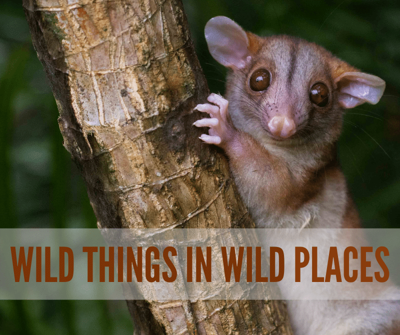 Wild Things in Wild Places