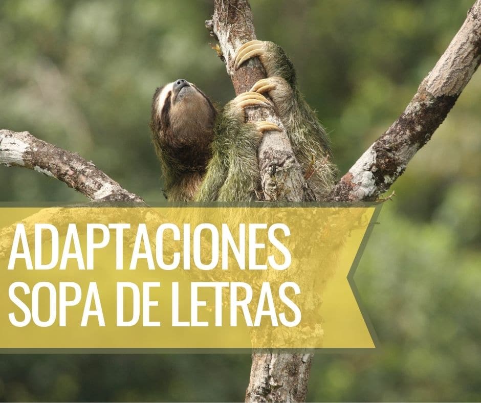 Adaptaciones Sopa de Letras Whitehawk Birding