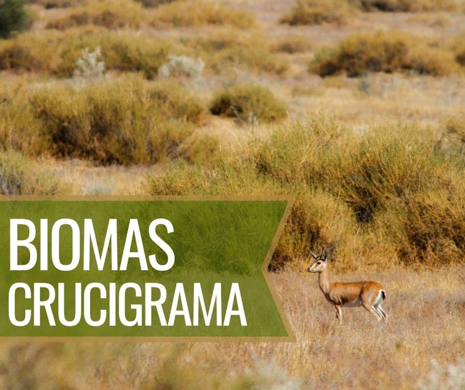 Biomas Crucigrama Whitehawk Birding