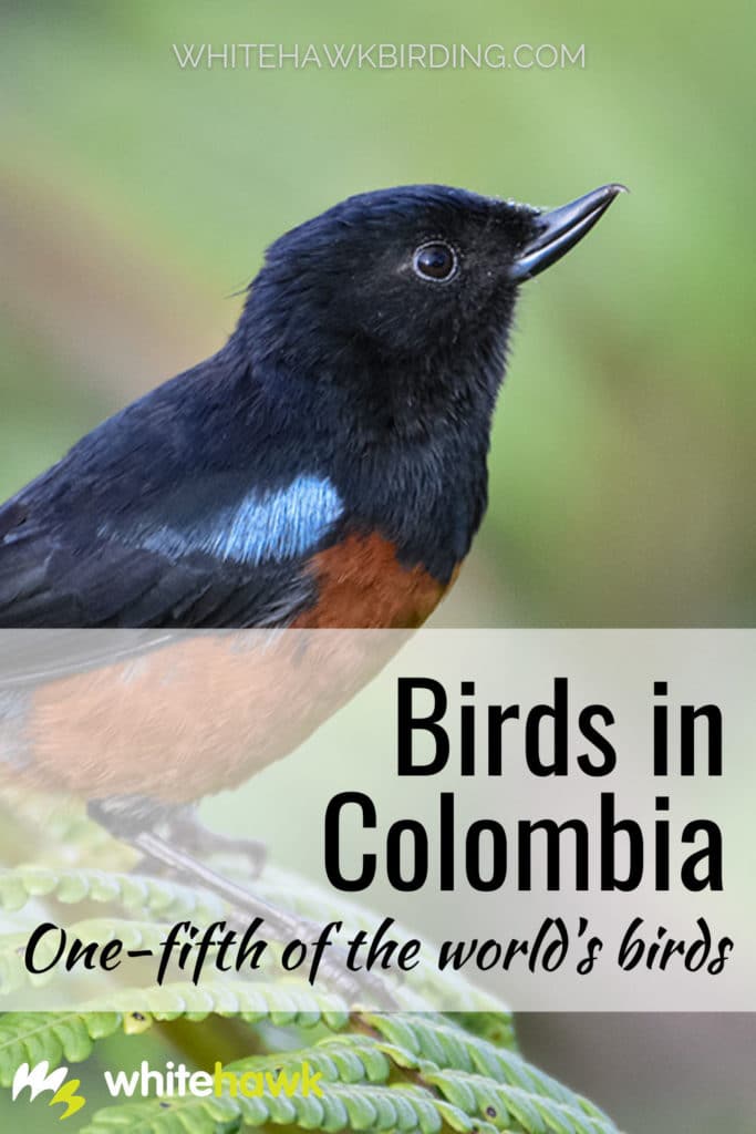 Birds in Colombia: One-fifth of the world's birds - Whitehawk Birding: Colombia is home to an amazing diversity of birds! Learn about Colombia's amazing birdlife and why it is so special.