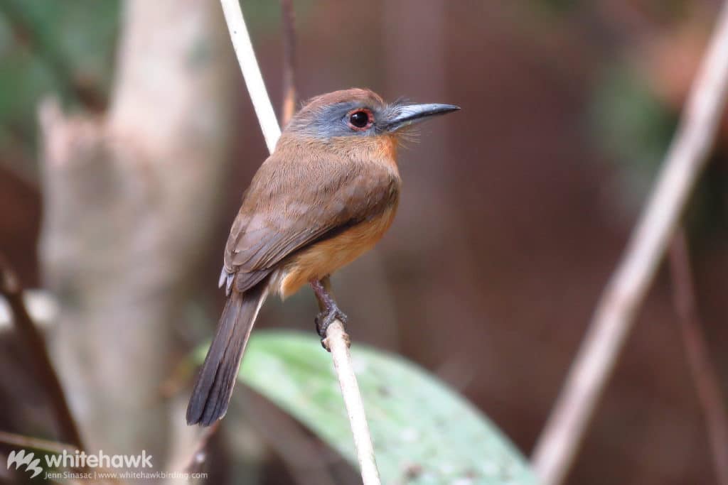 Birds in Colombia regional endemic bird