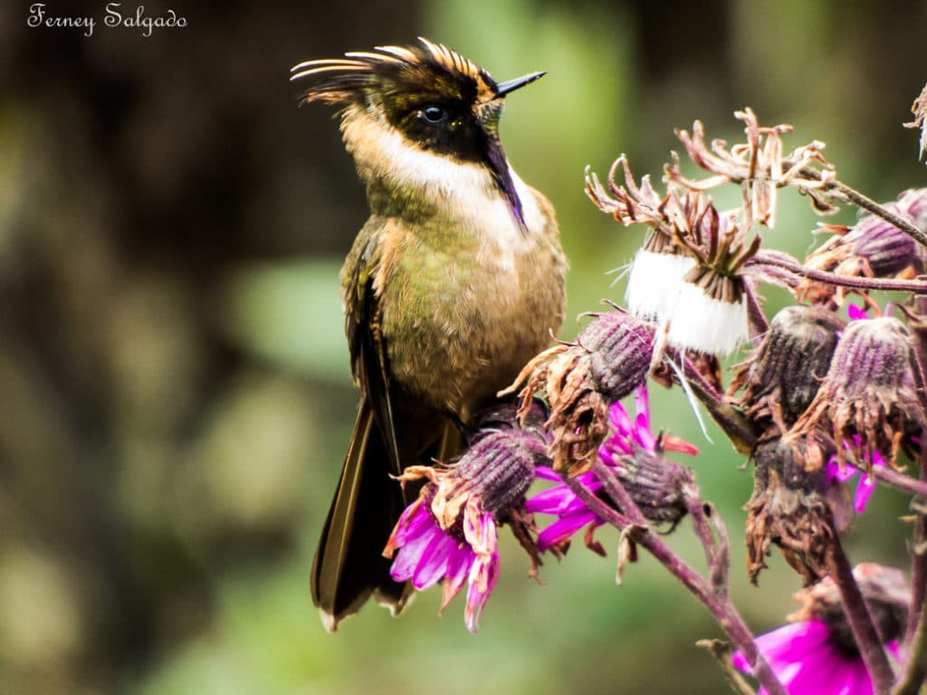 Buffy Helmetcrest an endemic bird in Colombia