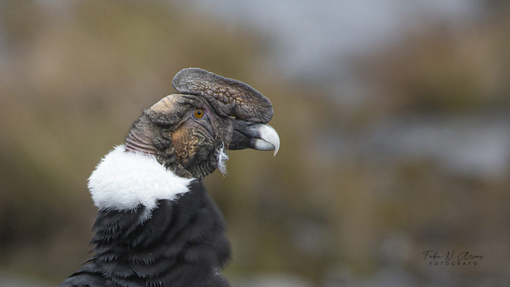 Birds in Colombia Onefifth of the World’s Birds Birding Tours with