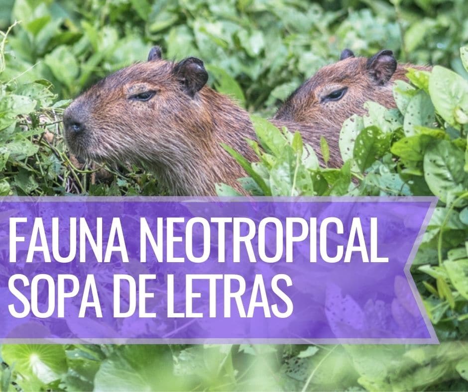 Fauna Neotropical Sopa de Letras