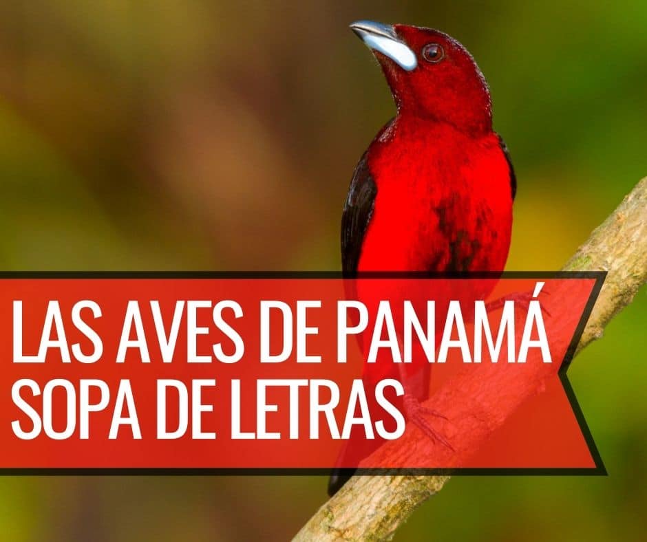 Aves de Panamá Sopa de Letras