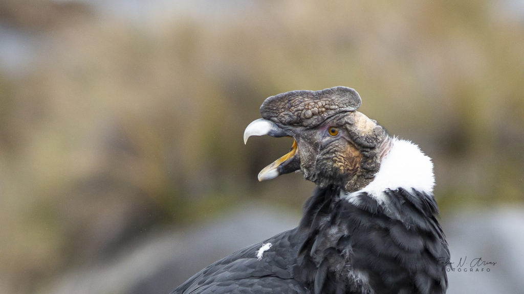 AndeanCondor_NationalBirdinColombia