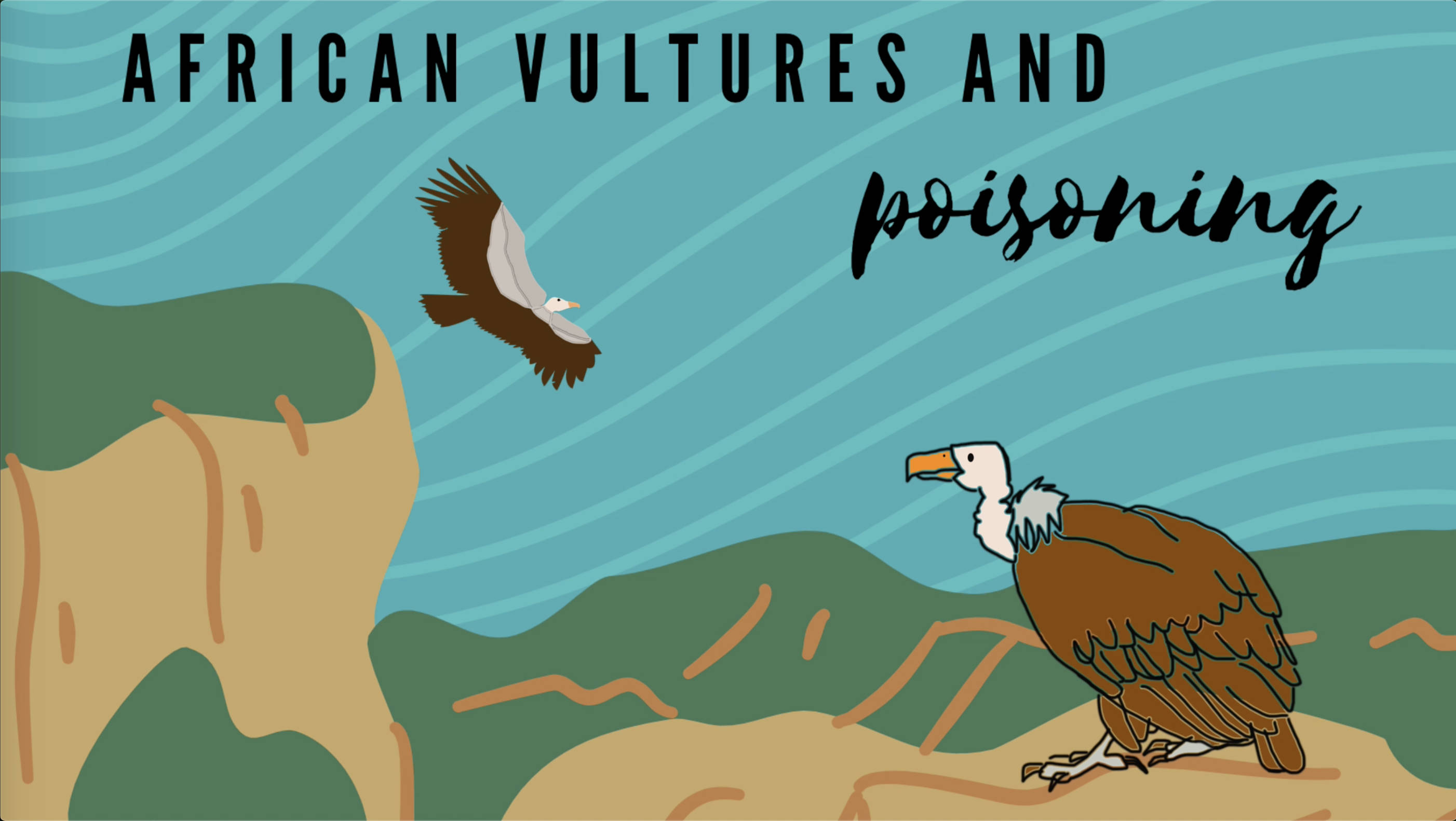 African Vultures and poisoning African Vulture crisis Whitehawk Birding
