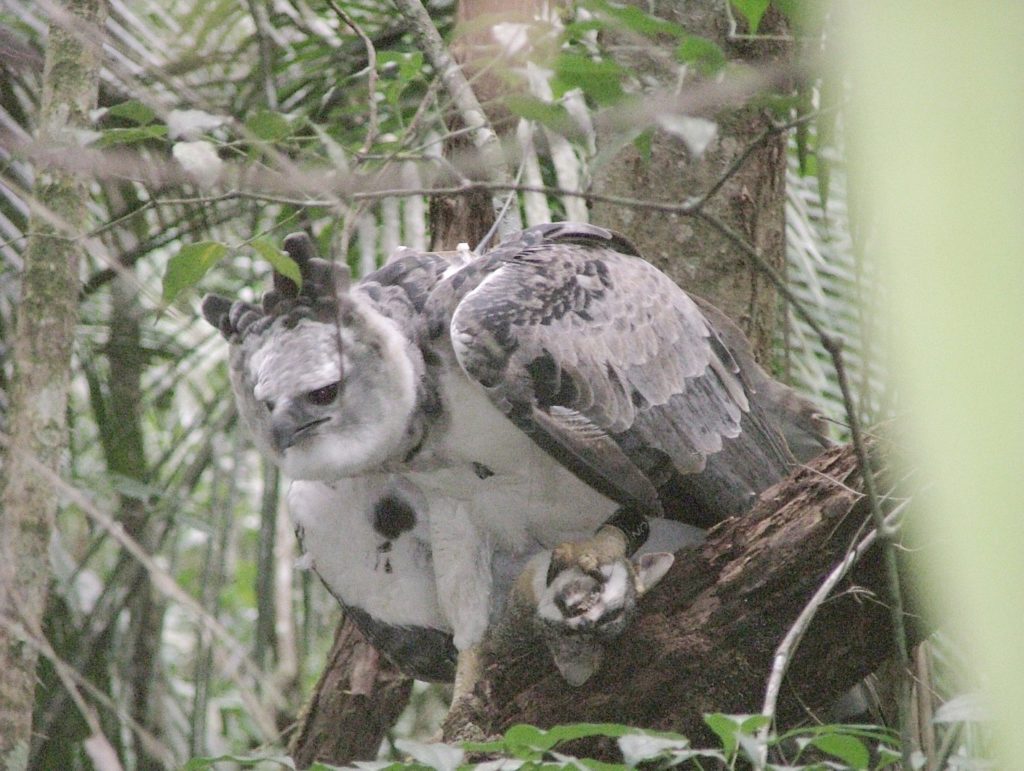 Harpy Eagle with Gray Fox Belize Whitehawk Birding