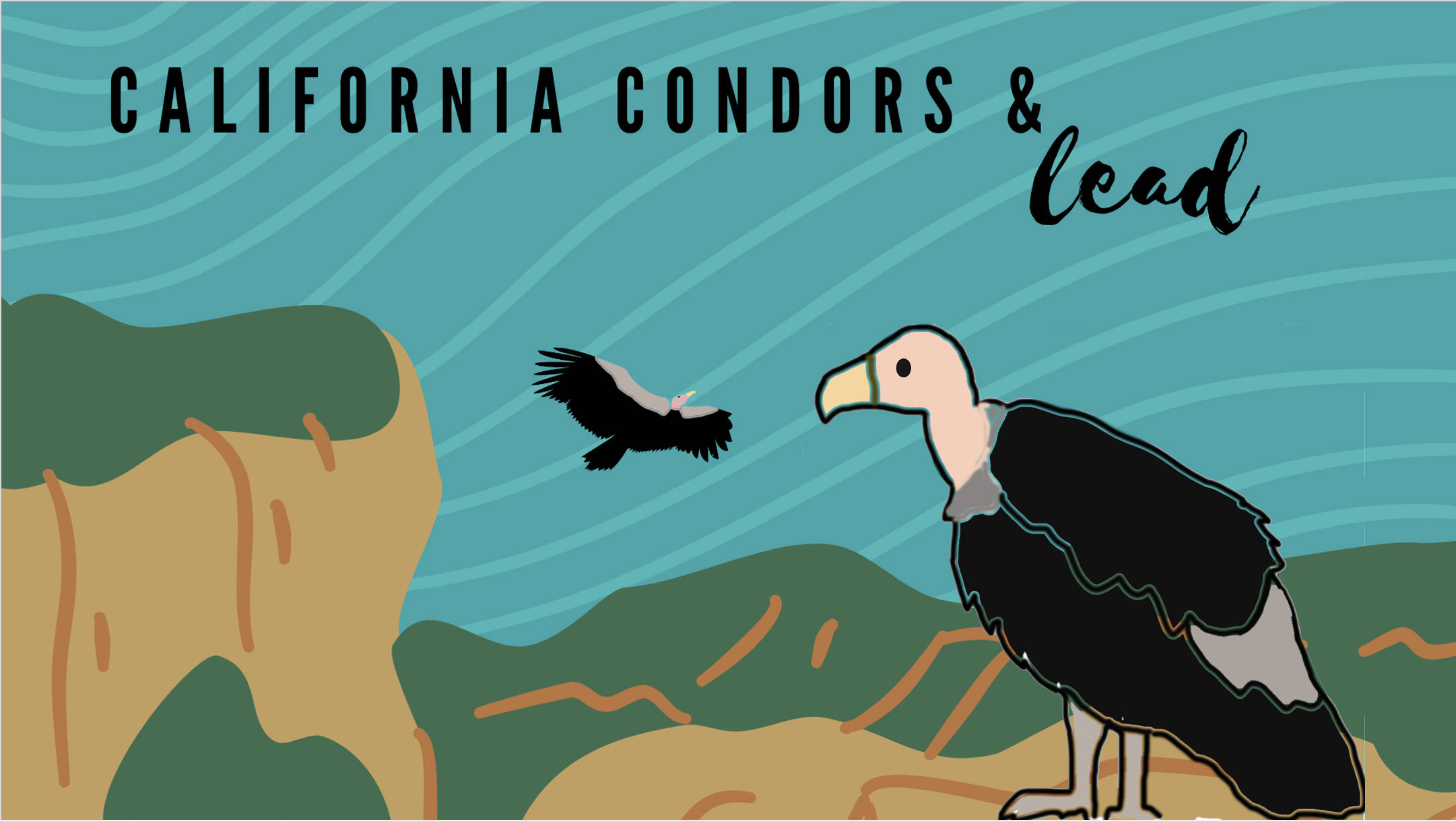 California Condor and Lead Poisoning Video Whitehawk Birding