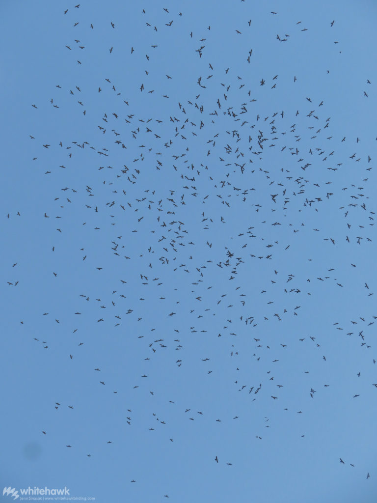 Mississippi Kite Migration Panama Whitehawk Birding