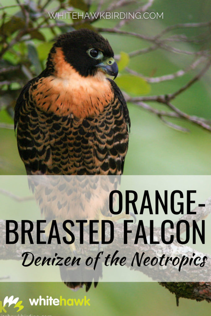 Orange-breasted Falcon: Denizen of the Neotropics - Whitehawk Birding: The Orange-breasted Falcon is a rare and unique falcon found in Central and South America. Learn all about this bird and where to find it!