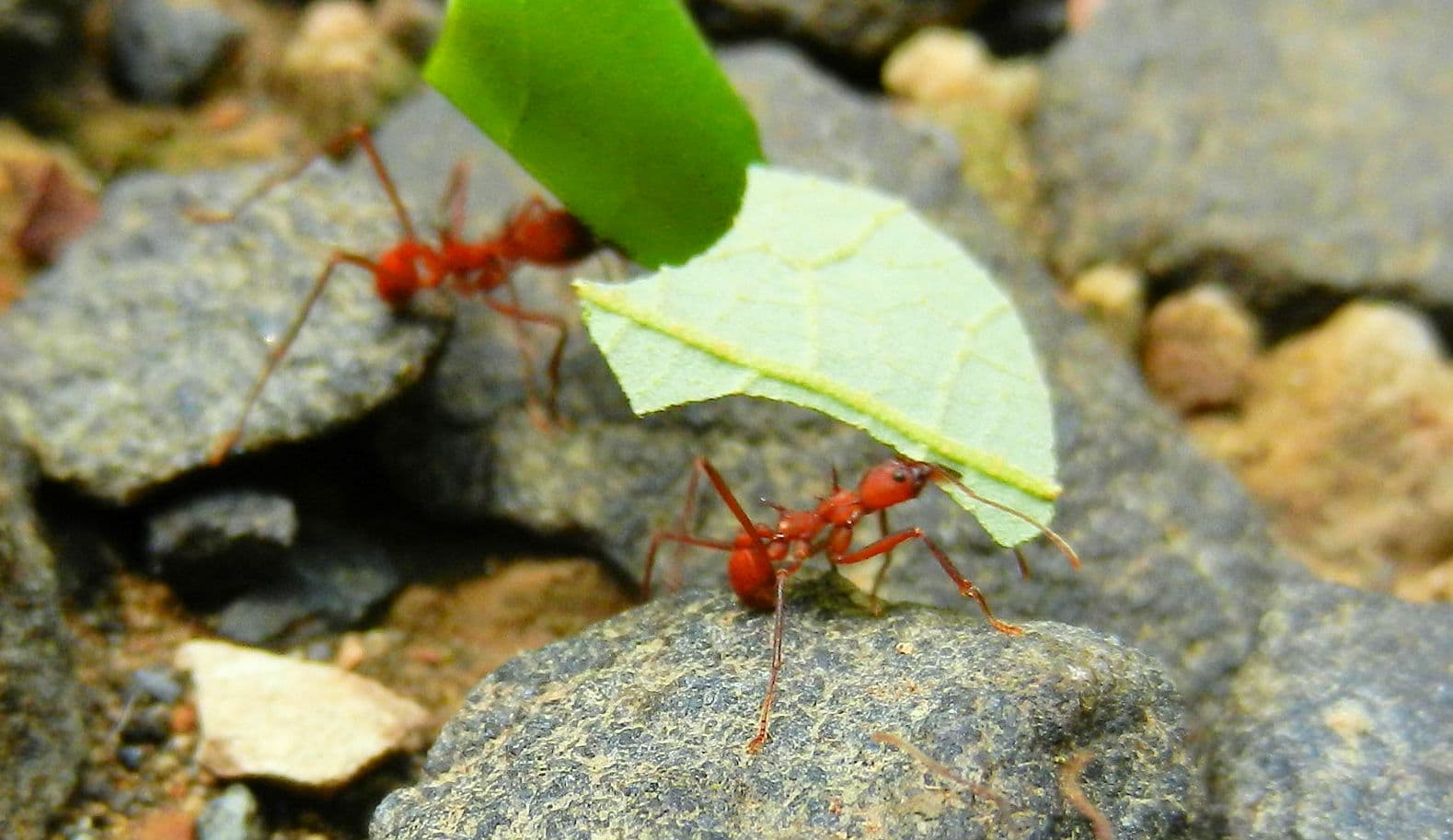 Leafcutter Ant Panama Whitehawk Birding