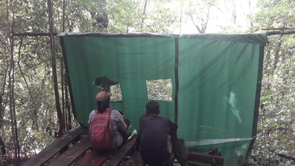 Observing Harpy Eagle at the nest, Darien Whitehawk Birding