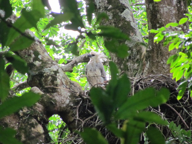 Harpy Eagle nest, Playa Muerto Darien Panama Whitehawk Birding