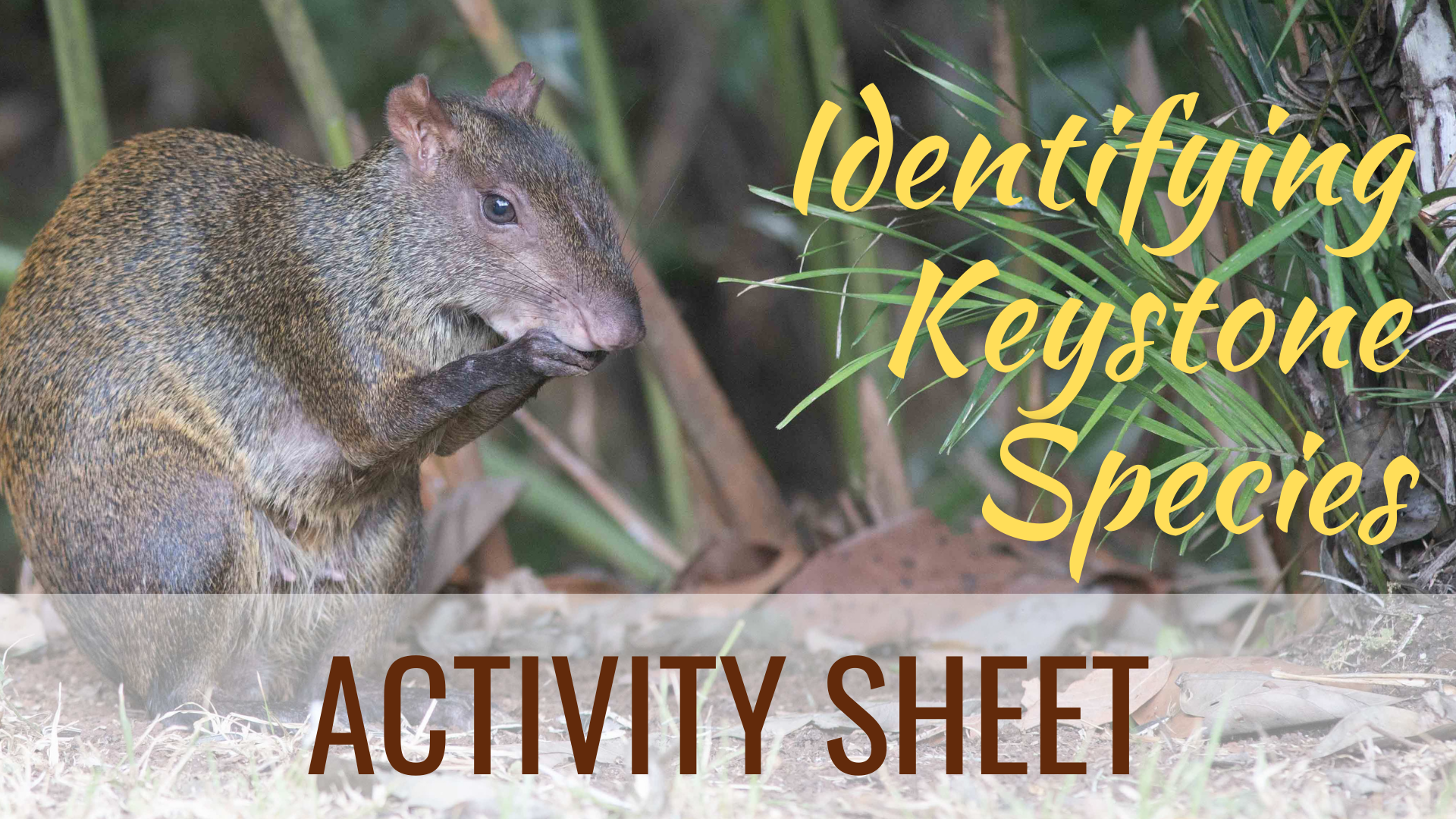 Identifying Keystone Species Activity Sheet Whitehawk Birding