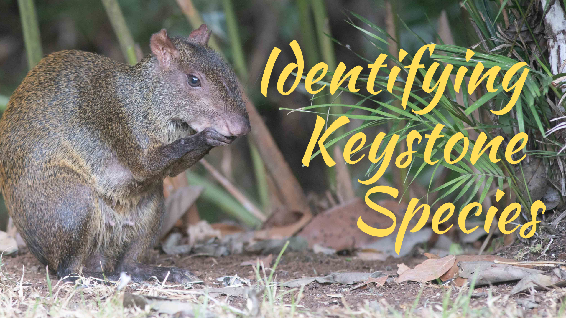 Identifying Keystone Species Educational Video