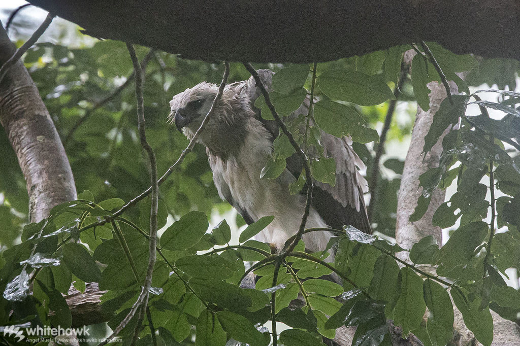 Harpy Eagle Darien Panama Whitehawk Birding