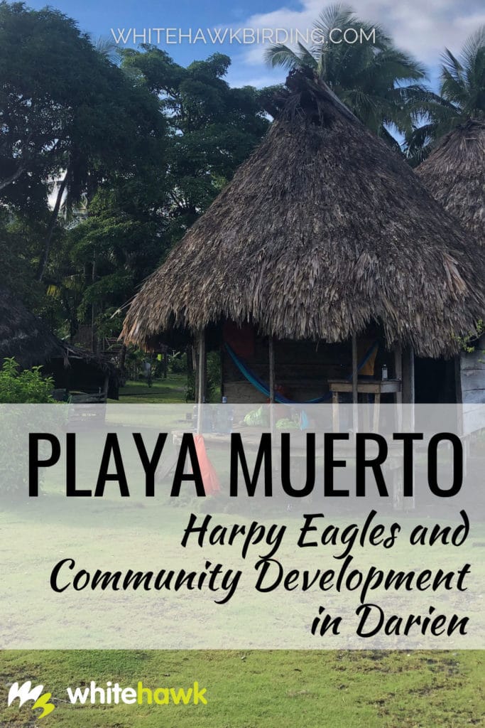 Playa Muerto: Harpy Eagles and Community Development in Darien, Panama - Whitehawk Birding: The Embera people of the remote community of Playa Muerto in Darien National Park, Panama, awaits tourists and visitors to share their nature, culture and community. Learn about how we are engaging and working with Playa Muerto in Darien.