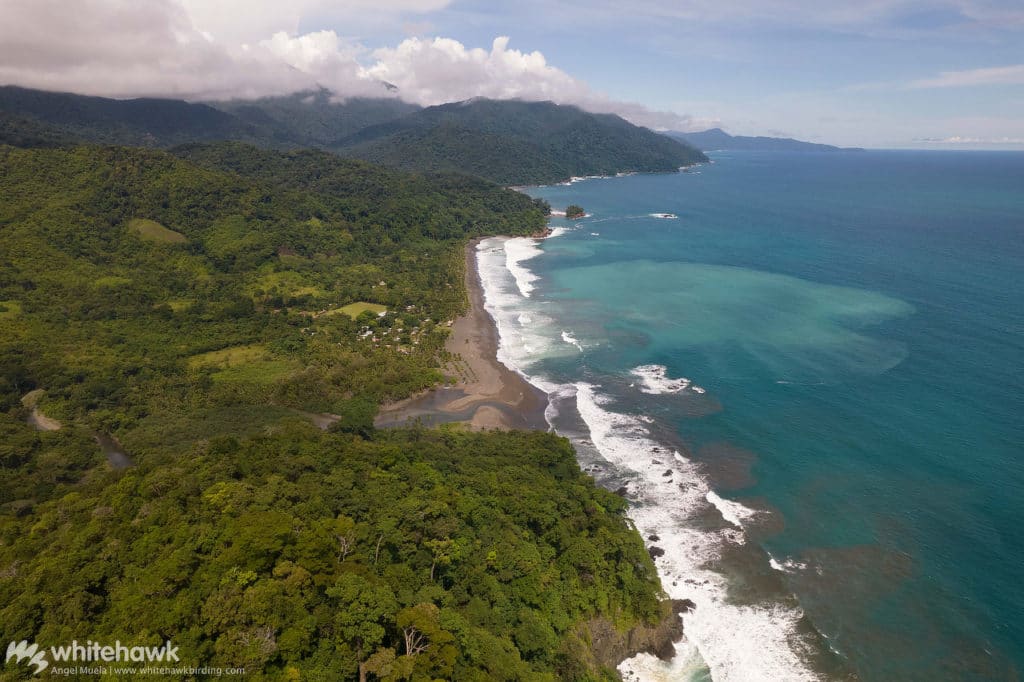 Playa Muerto Darien Panama Whitehawk Birding