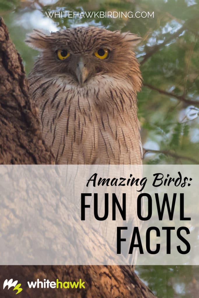 Amazing Birds: Fun Owl Facts - Whitehawk Birding: Owls are some of the most fascinating birds on the planet, with many interesting adaptations, and they play a big role in folklore and culture. Learn more about owls with these fun owl facts!