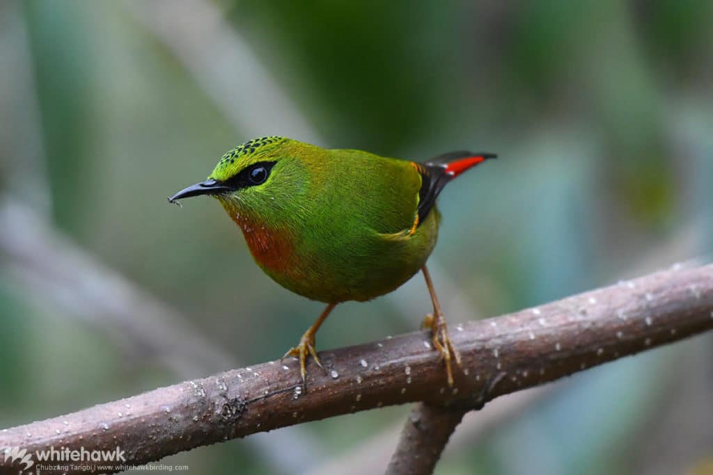 Fire-tailed Myzornis Bhutan Whitehawk Birding