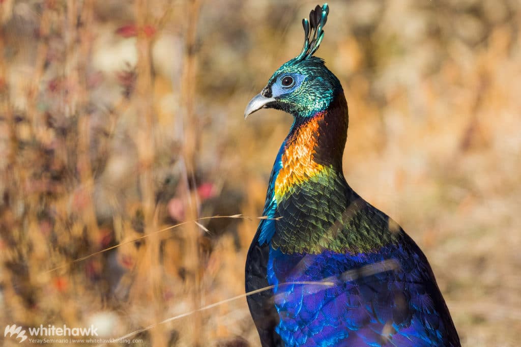 Himalayan Monal Bhutan Whitehawk Birding