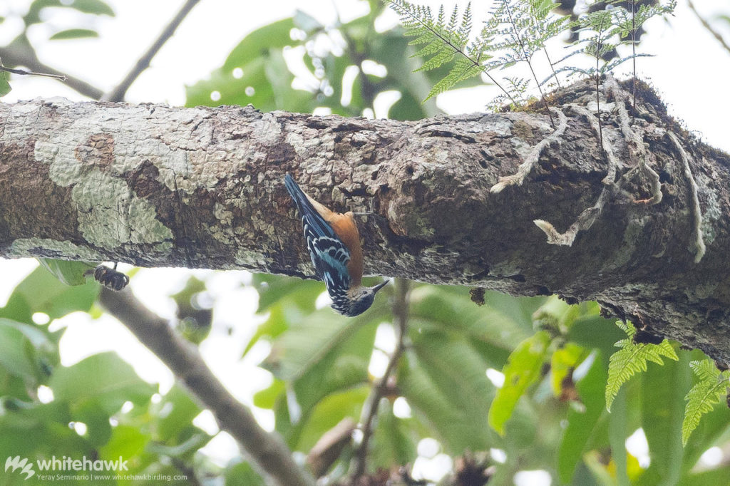 Beautiful Nuthatch Bhutan Whitehawk Birding